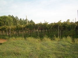 La Vendemmia, il lavoro che diventa divertimento, condivisione, festa!